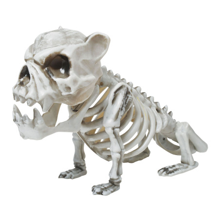 Djurskelett, bulldog 33 cm